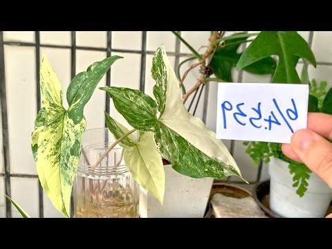 合果芋 風水